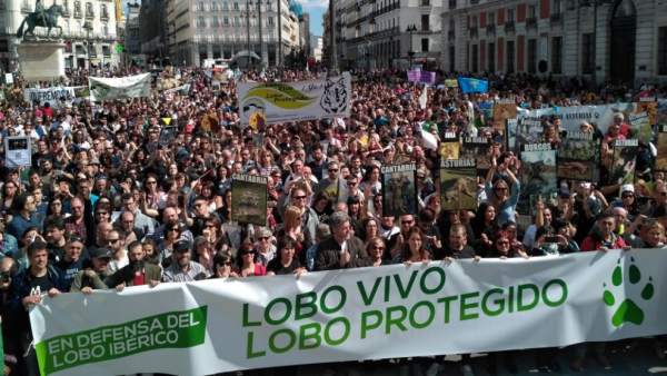 Manifestación por el lobo Manifestación por el lobo