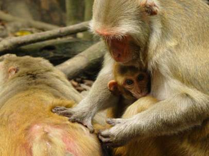 Monos rhesus