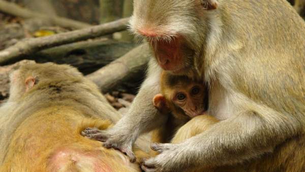 Monos rhesus Monos rhesus