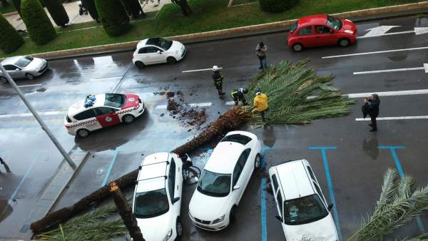 Imagen del árbol volcado por el viento en Cartagena Imagen del árbol volcado por el viento en Cartagena