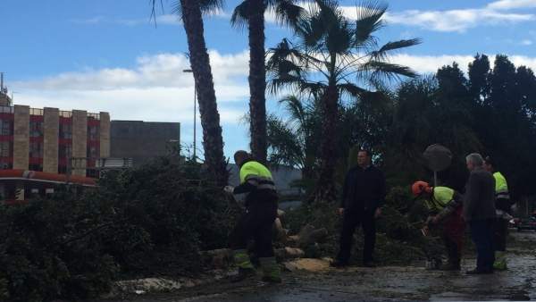 Guillén y los técnicos municipales supervisan árboles caídos por el viento Guillén y los técnicos municipales supervisan árboles caídos por el viento