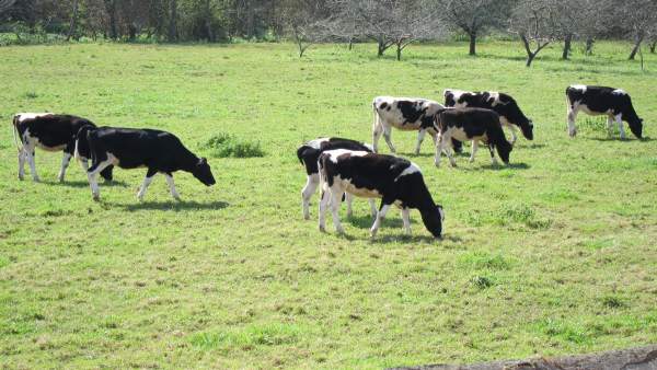 Vacas Vacas