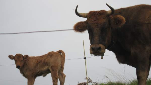Vacas Vacas