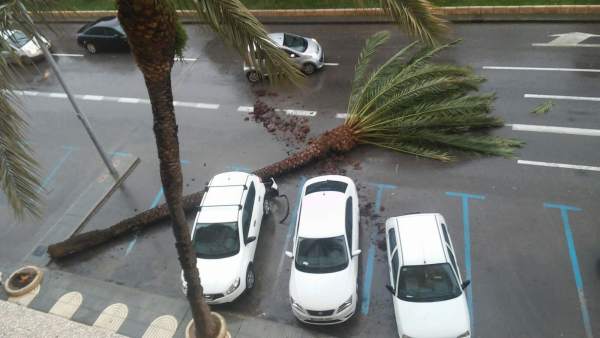 Imagen del árbol volcado por el viento Imagen del árbol volcado por el viento