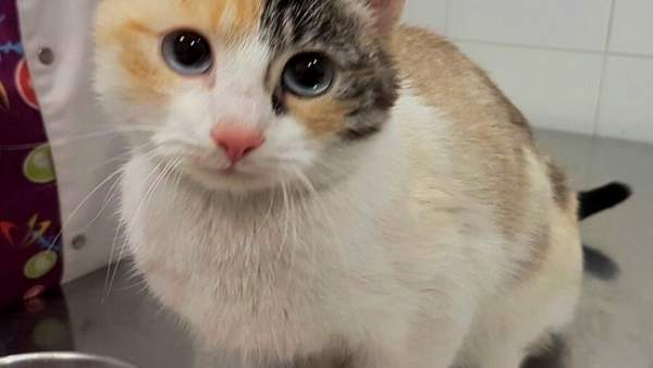 Gato que había sido abandonado por su dueña. Gato que había sido abandonado por su dueña.