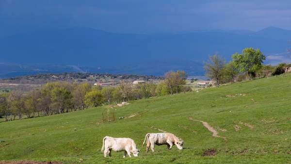 Vacas pastando. Pradera. Animales. Vacas pastando. Pradera. Animales.