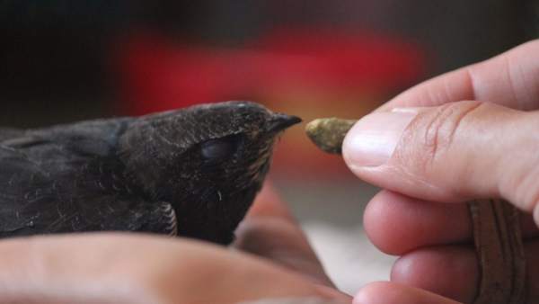 La mayoría de las especies admitidas son aves La mayoría de las especies admitidas son aves