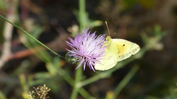 Mariposa, flor, polinización, naturaleza, primavera, fauna, flora, prado Mariposa, flor, polinización, naturaleza, primavera, fauna, flora, prado