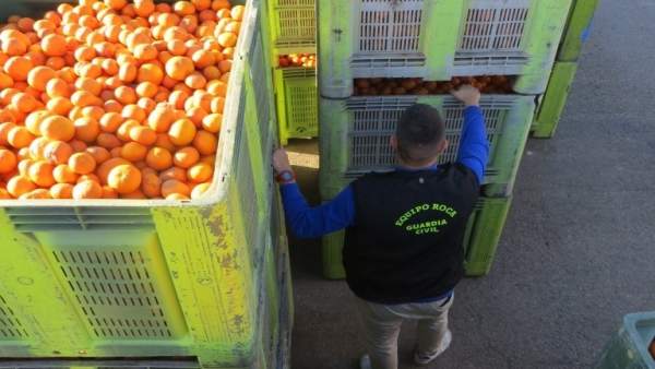 Detingudes 11 persones acusades de robar més de 170.000 quilos de taronges Detingudes 11 persones acusades de robar més de 170.000 quilos de taronges