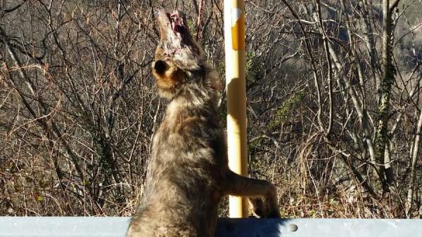 Lobo muerto en Teverga Lobo muerto en Teverga