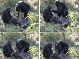 Ritual mortuorio en chimpancés