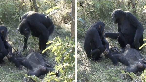 Ritual mortuorio en chimpancés Ritual mortuorio en chimpancés