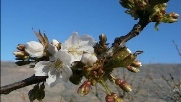 Floración de los cerezos a fecha de 18 de marzo Floración de los cerezos a fecha de 18 de marzo