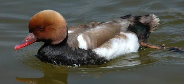 Pato en un humedal