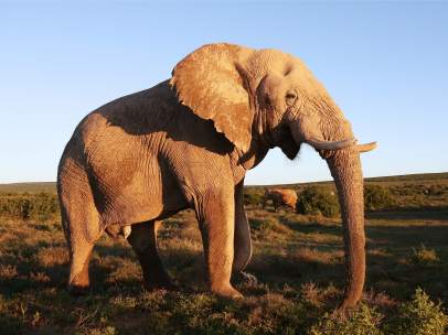 Elefante