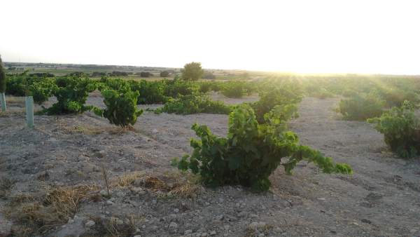 Viñas, Campo, Uva, Vid, Vino, Agricultura, Agricultores Viñas, Campo, Uva, Vid, Vino, Agricultura, Agricultores