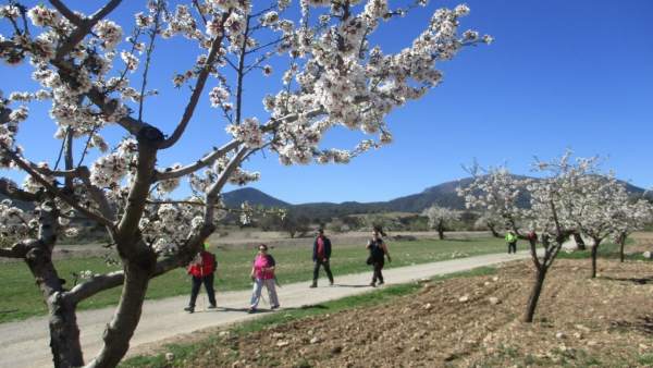 Almendros en flor han recibido a los senderistas en la ruta por Lúcar. Almendros en flor han recibido a los senderistas en la ruta por Lúcar.