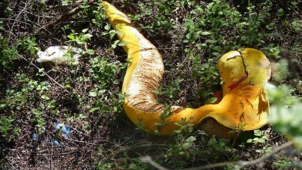 Serpiente de peluche en la ribera del río Serpiente de peluche en la ribera del río