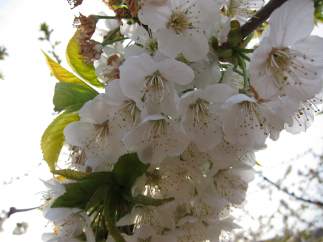 Cerezo en flor.