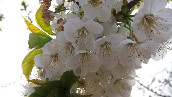 Cerezo en flor. Cerezo en flor.