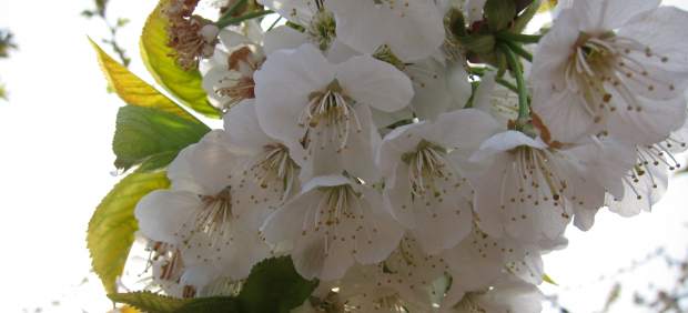 Cerezo en flor.