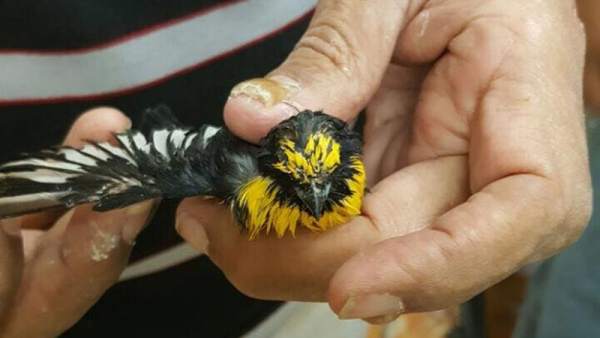 Tráfico ilegal de aves Tráfico ilegal de aves