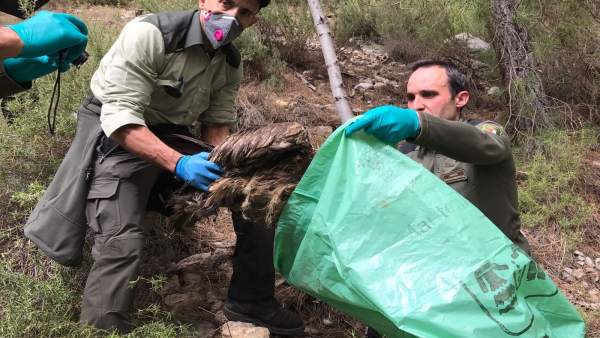 Agentes recuperando el cadáver del quebrantahuesos Agentes recuperando el cadáver del quebrantahuesos