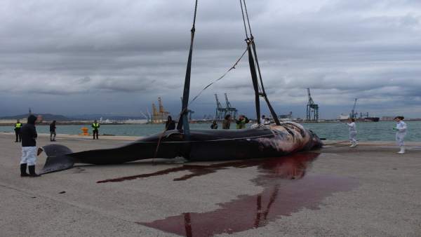 Cachalote hembra localizado en el Puerto de Sagunto Cachalote hembra localizado en el Puerto de Sagunto