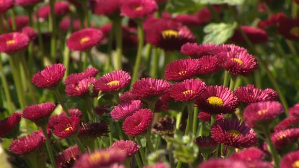 Llega la primavera Llega la primavera