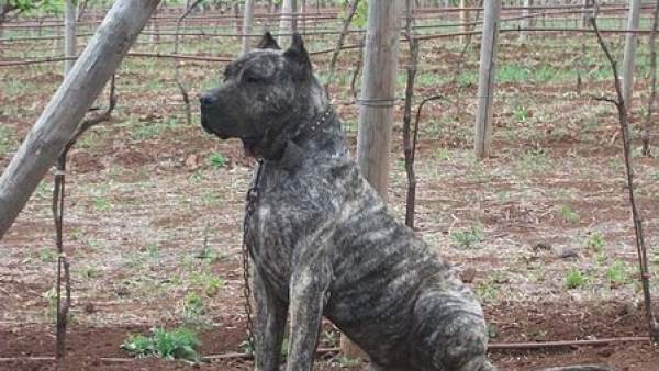 Perro de presa canario. Perro de presa canario.