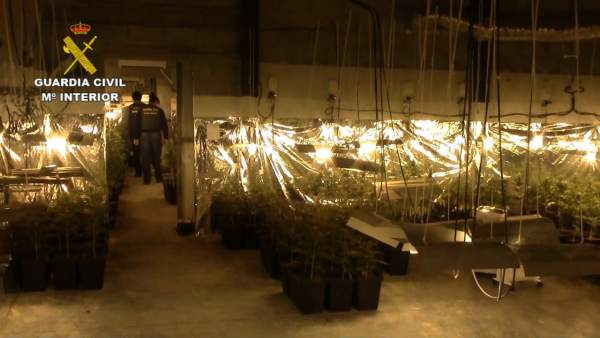 Marihuana cultivada en Sevilla Marihuana cultivada en Sevilla