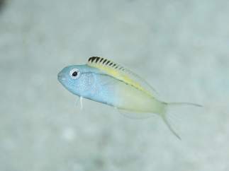 El pez Nigrolineatus de Meiacanthus