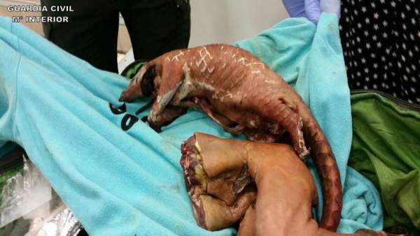 Bushmeat Bushmeat