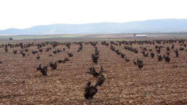 Viñas Viñas