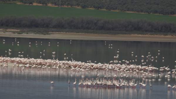 Flamencos fuente de piedra cría reproducción Flamencos fuente de piedra cría reproducción