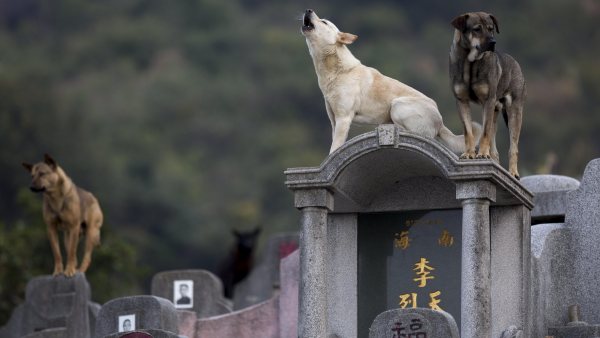 Perros de cementerio