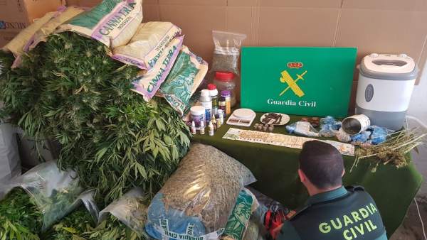 Plantas de marihuana incautadas tras operación antidroga Plantas de marihuana incautadas tras operación antidroga