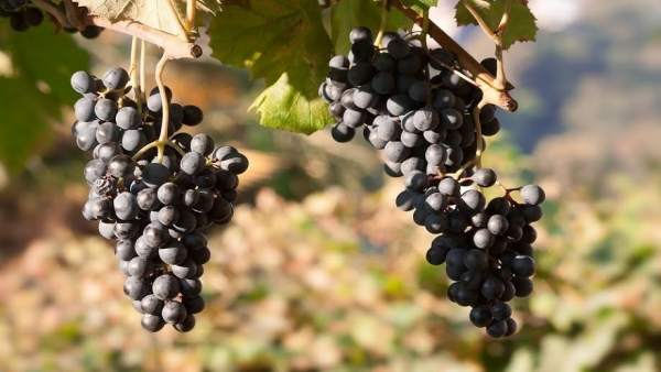Uvas para vino Uvas para vino