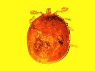 Garrapata