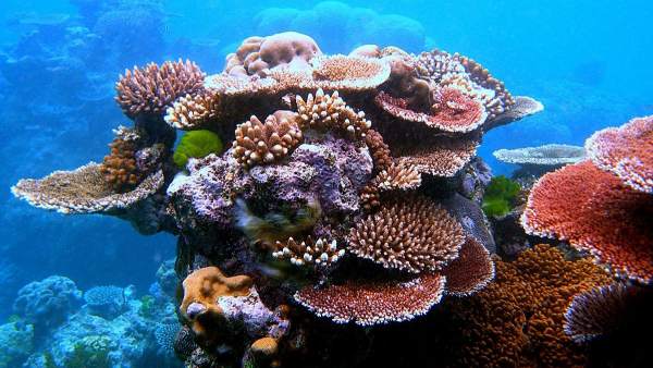 Corales Corales