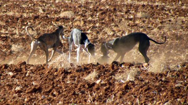 Galgos Galgos