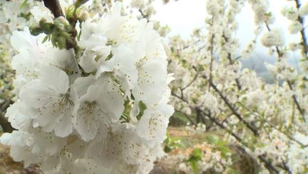 Cerezo en flor en el Valle del Jerte Cerezo en flor en el Valle del Jerte