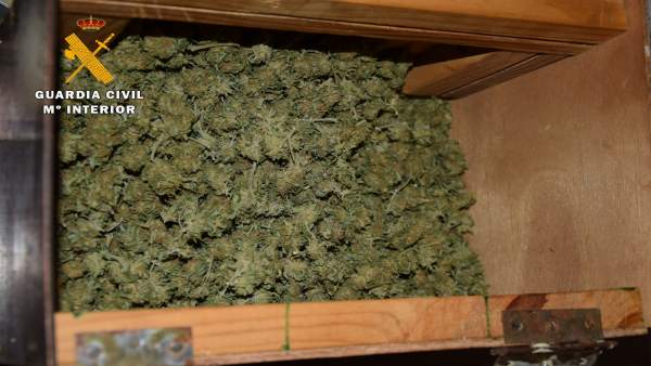 Marihuana decomisada en la operación Marihuana decomisada en la operación