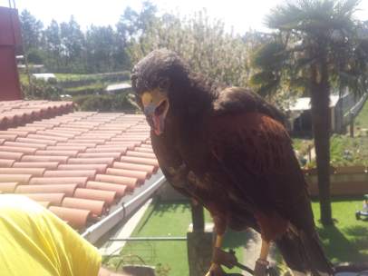 ÞÁguila capturada en Vigo