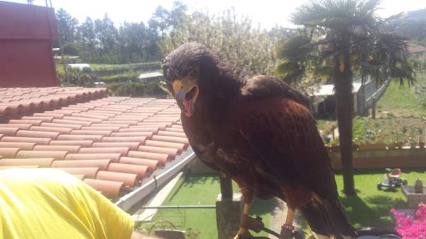 ÞÁguila capturada en Vigo ÞÁguila capturada en Vigo