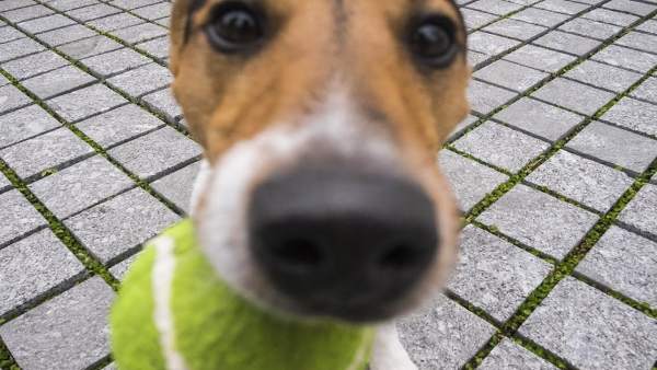Un perro Un perro