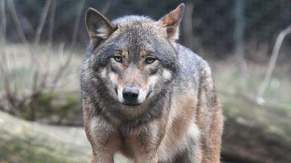 Lobo gris Lobo gris
