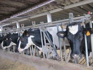 Vacas