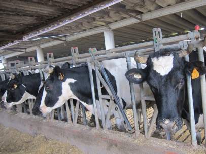 Vacas