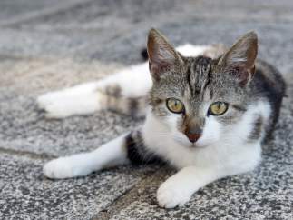 Gato